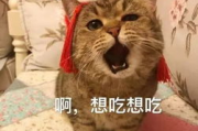 娱乐吃瓜酱收了你的猫粮,宠物界的“网红”效应